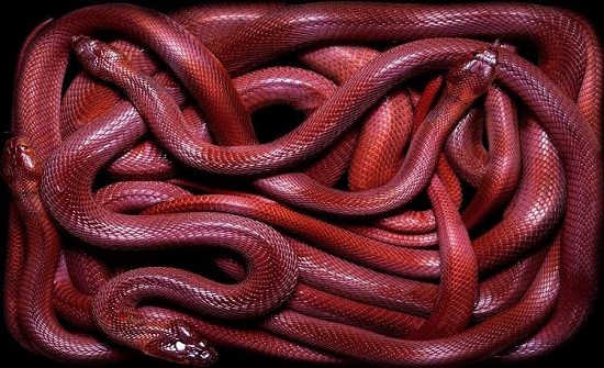 في مطار بموسكو.. مصادرة 20 أفعى نقلها مسافر بين أمتعته في مطار بموسكو.. مصادرة 20 أفعى نقلها مسافر بين أمتعته