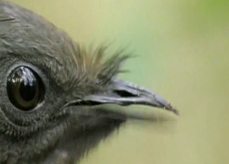 تقليد أصوات