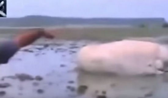 شاهد.. مخلوق مجهول الهوية يظهر على السواحل اليابانية