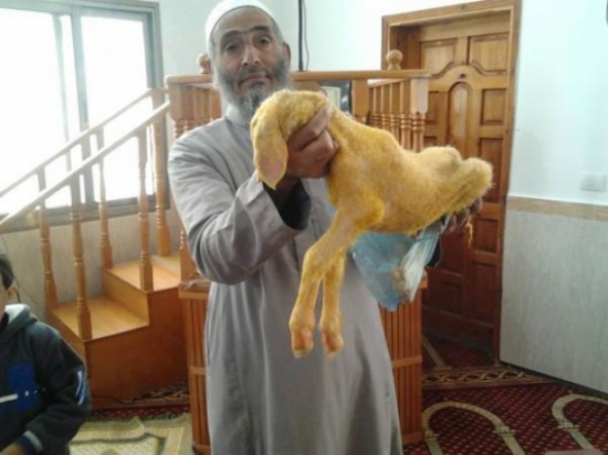 عرضه صاحبه لأخذ العبرة.. ولادة خروف دون رأس في غزة