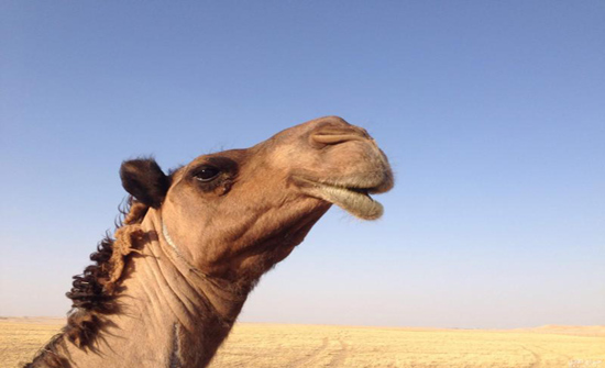بالفيديو: ناقة تستقبل صاحبها بالعناق بعد غيابه عنها بالفيديو: ناقة تستقبل صاحبها بالعناق بعد غيابه عنها