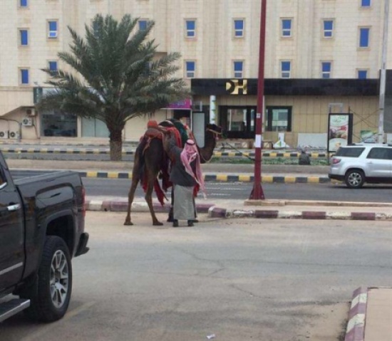 صور متداولة: سعودي يراجع مصرفاً برفقة بعيره.. ويربطه في المواقف صور متداولة: سعودي يراجع مصرفاً برفقة بعيره.. ويربطه في المواقف