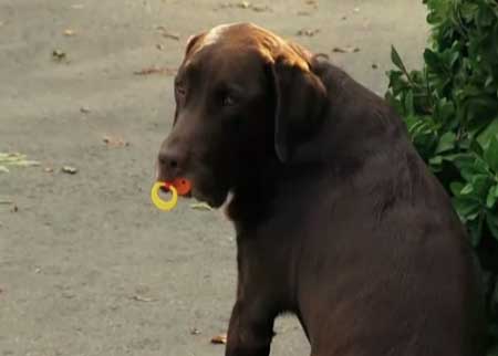 الكلب والطفل