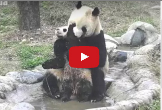 بالفيديو.. لقطات طريفة لصغير باندا يهرب من والدته لعدم الاستحمام