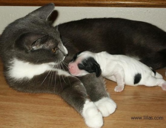 شاهد..قطة تلد كلبين في واقعة نادرة