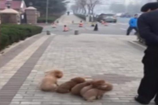 شاهد.. رجل يدرب 5 كلاب مثل الجنود