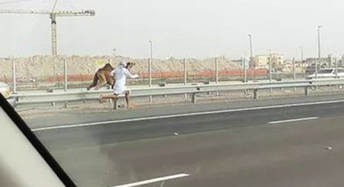 شاهد.. إماراتي يطارد جمل هارب على طريق أبوظبي السريع