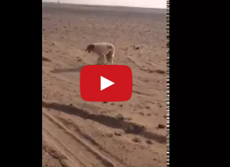 شاهد... يعذب كلباً بدهسه حياً حتى الموت!!