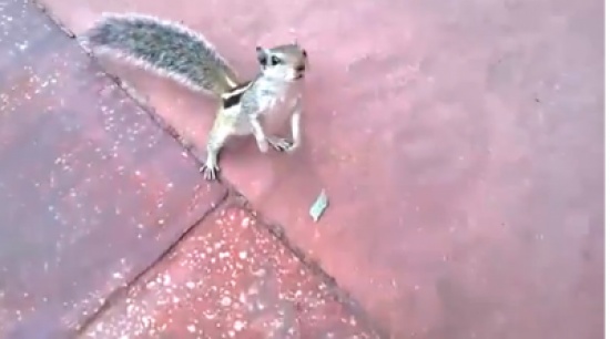 سنجاب يقفز على مصوره