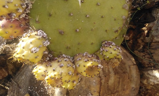 آفة البق الدقيقي تُهدد زراعات الصبَّار في لواء الكورة