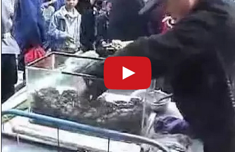 بالفيديو : في اليابان فقط .. قلي السلطعون في الشوارع