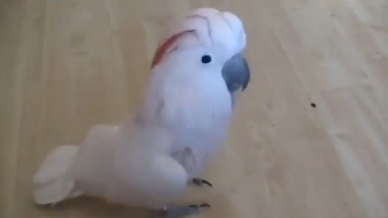 ببغاء بارع في الرقص يتمتع بحس فني عالٍ