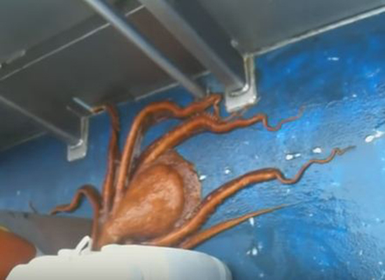 بالفيديو: شاهد كيف سيخرج الأخطبوط من السفينة!