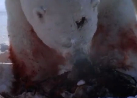 الدب القطبي