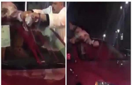 شاهد: مصري يذبح تيس على سيارته الجديدة لطرد العين والحسد شاهد: مصري يذبح تيس على سيارته الجديدة لطرد العين والحسد