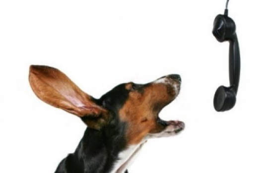 غرفة الطوارىء 911 تتلقى اتصالاً من كلب !