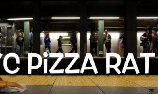 شاهد: فأر يأكل البيتزا يثير ذعر سكان نيويورك