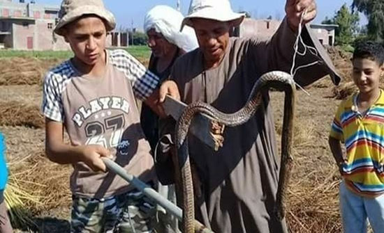 الثعابين تهاجم قرية مصرية جديدة وتخلف قتيلين و5 مصابين الثعابين تهاجم قرية مصرية جديدة وتخلف قتيلين و5 مصابين