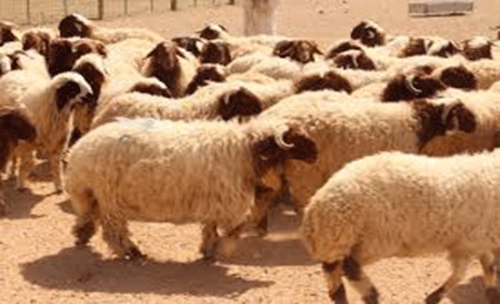 الزراعة تؤكد توفر الاعداد الكافية من المواشي الحية لرمضان