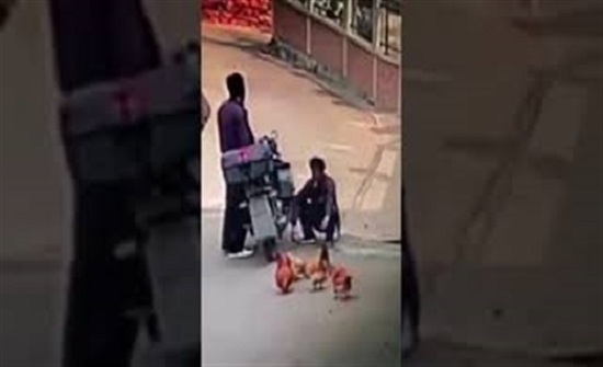 «حرامية الفراخ».. لحظة سرقة رجلين الدجاج من الشارع (فيديو) «حرامية الفراخ».. لحظة سرقة رجلين الدجاج من الشارع (فيديو)