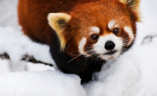 لأول مرة ... نشر صور الباندا الأحمر