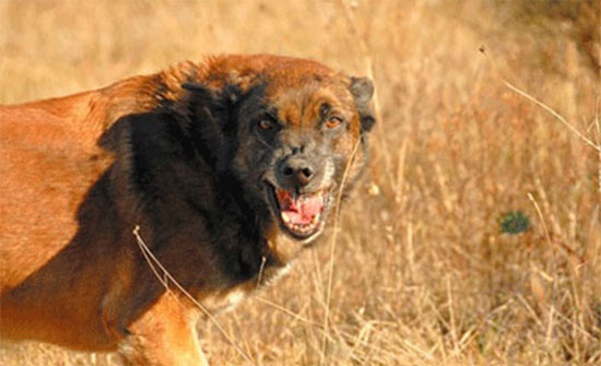 تسجيل 601 حالة عقر بالزرقاء خلال العام الماضي