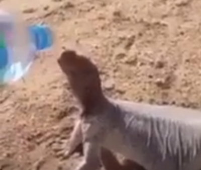 فيديو: ضب يستسلم مقابل شربة ماء