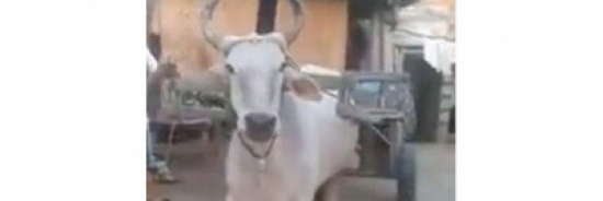 ثور متحمس للعمل يثير إعجاب الموظفين