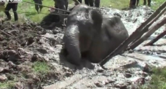 شاهد: كيف تم إنقاذ فيل علق في منطقة طينية؟