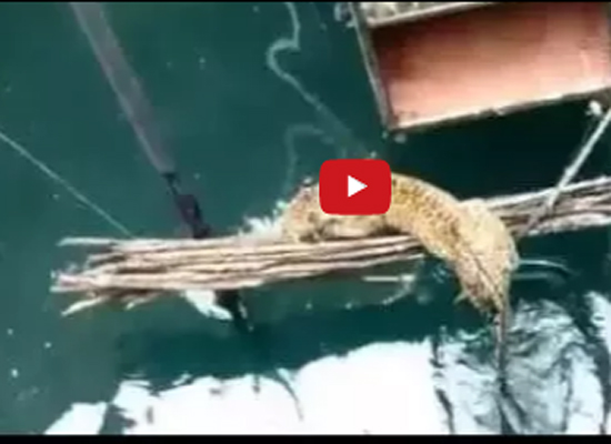 بالفيديو.. إنقاذ "نمر" سقط في بئر!