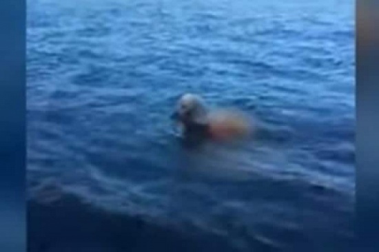 بالفيديو: كلب ينتشل غزالاً صغيرًا بعد غرقه في البحر