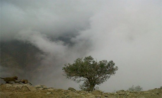 باكستان:مصرع 3 اشخاص وإصابة 22 اخرين بسبب الضباب الكثيف باكستان:مصرع 3 اشخاص وإصابة 22 اخرين بسبب الضباب الكثيف