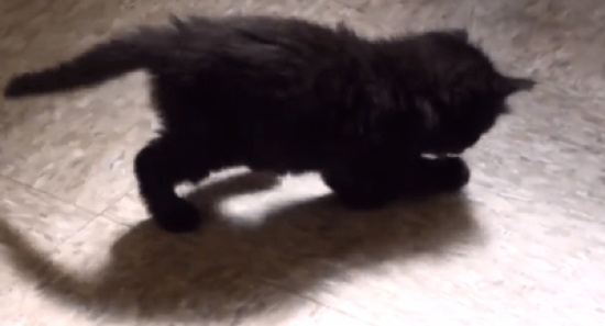 قط يلاحق خياله