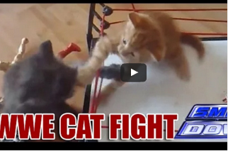 شاهد.. "خناقة" بين قطتين على طريقة «WWE»