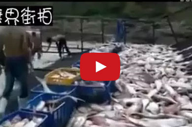 بالفيديو  :  طريقة صيد الاسماك في اليابان !!