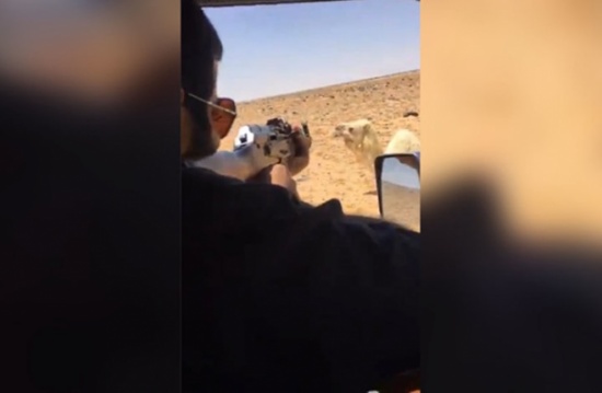 سعودي يقتل جملا انتقاما لأخيه (فيديو) سعودي يقتل جملا انتقاما لأخيه (فيديو)
