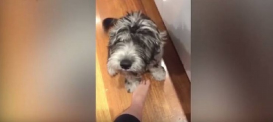 فيديو| كلب يتحدث الإنجليزية وينطق اسم مشروب غازي!!