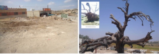 الكورة تنعي شجرة القينوسي المعمرة