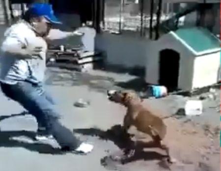 كلب " بيت بول " يقطع رباطه و يهاجم رجل أغضبه