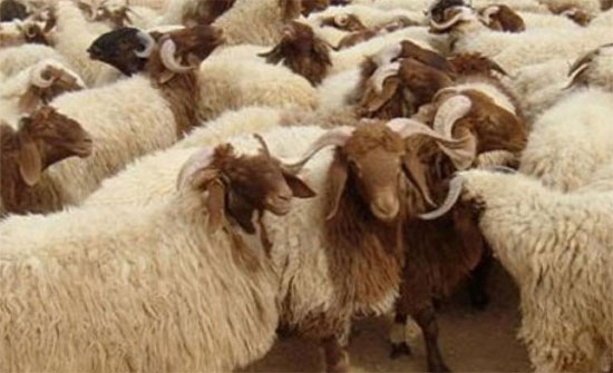 نصائح لذبح الأضاحي وتناول لحومها نصائح لذبح الأضاحي وتناول لحومها