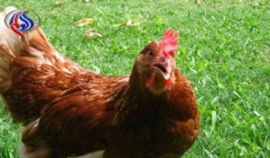 "دهس دجاجة" يتسبب باندلاع نزاع مسلح بين عشيرتين في العراق!