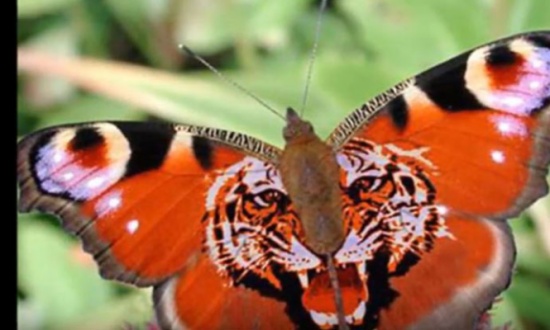 بالفيديو... اغرب الحيوانات في العالم !