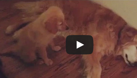 كلبة تحلم بكابوس وابنها يحتضنها لتهدئتها