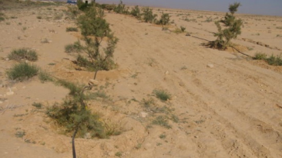 الجفاف سيأكل 25% من مساحة الأردن الجفاف سيأكل 25% من مساحة الأردن
