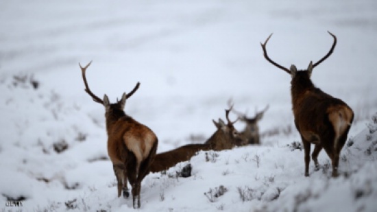 لحماية صغارها.. أيائل تهاجم معسكرات