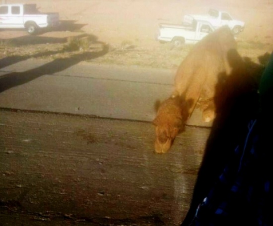 الحسا : اصابة شخصين ونفوق جمال في حادث تصادم بالصور الحسا : اصابة شخصين ونفوق جمال في حادث تصادم بالصور