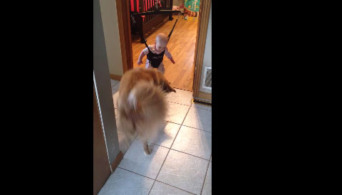 فيديو طريف لكلب يعلّم رضيعاً القفز مثله