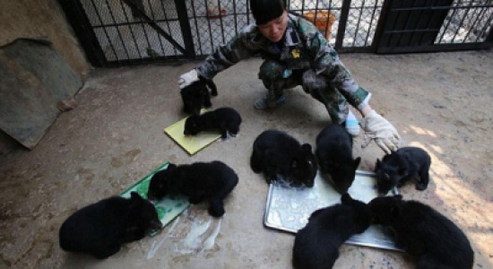 صيني يهرب 22 دباً ويحاول إقناع الشرطة بأنها كلاب !