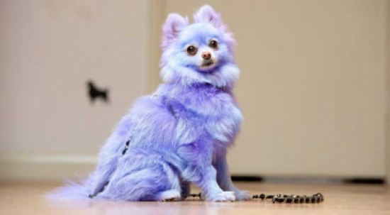 حساب بنكي لكلب يربح 6 آلاف جنيه إسترليني سنوياً