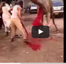 شاهد..أفضل طريقة لذبح جمل شاهد..أفضل طريقة لذبح جمل